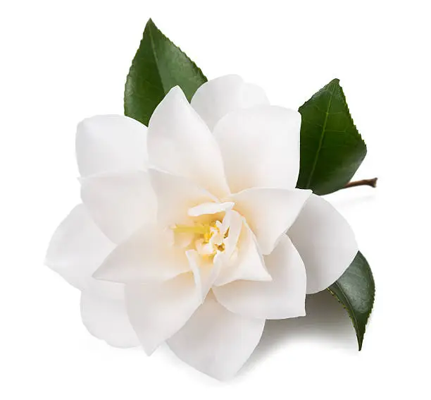 camellia flower with leaf isolated on white