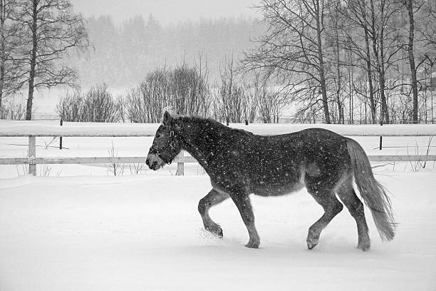istock Horse in winter walks alone in blizzard 488720333