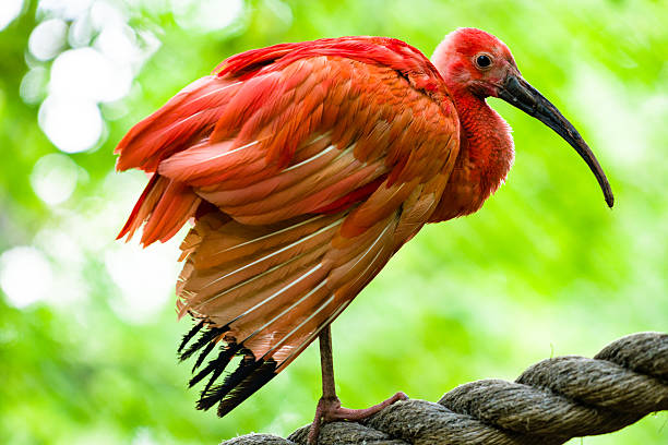 鳥のショウジョウトキ - scarlet ibis ストックフォトと画像
