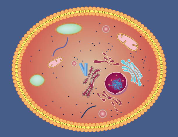 Cell structure Gradient and transparent effect used. human cell nucleus stock illustrations