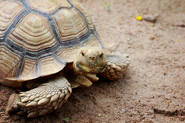 istock Turtle move slow in the zoo 488721281