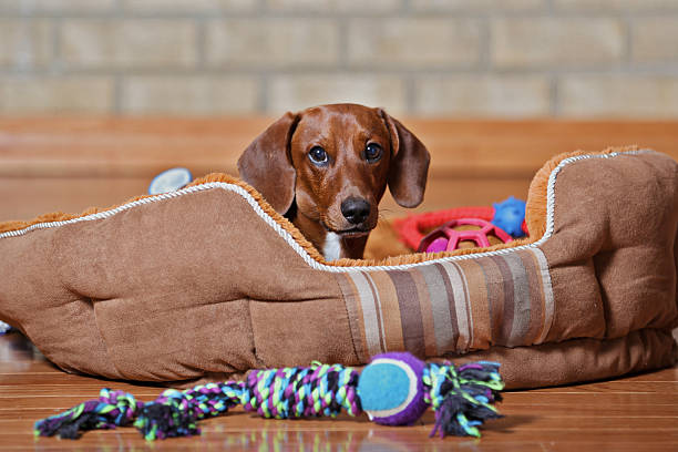 Dachshund puppy lounging around Dachshund puppy laying in dog bed surrounded by toys dog bed stock pictures, royalty-free photos & images