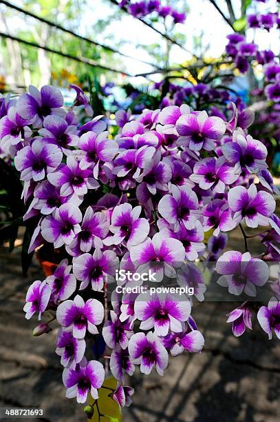 Orchid Stock Photo - Download Image Now - Beauty In Nature, Blossom, Botany