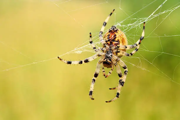 European garden spider (Araneus diadematus) arranging the spidernet