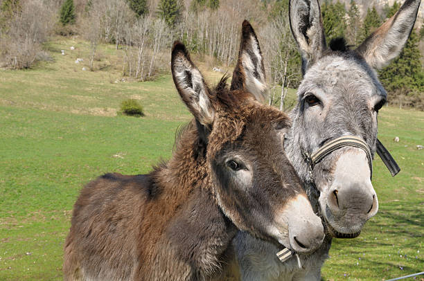 istock portrait of two donkeys 488721833