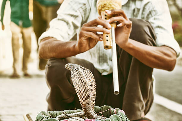 1,300+ Snake Charming Stock Photos, Pictures & RoyaltyFree Images iStock