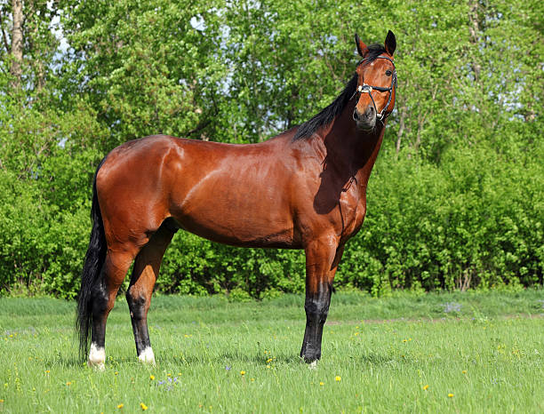 istock Bay sportive stallion portrait 488722302