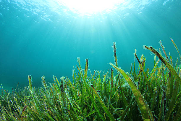 海藻 - seaweed algae kelp underwater ストックフォトと画像