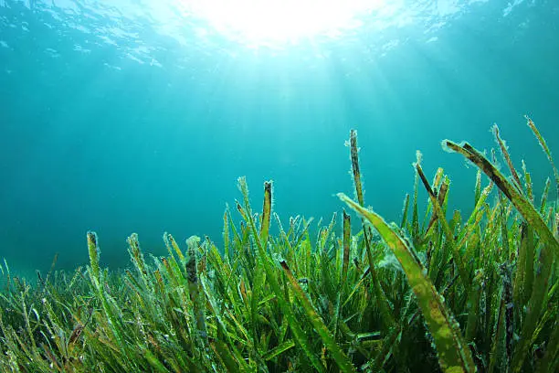 Underwater Seaweed in ocean