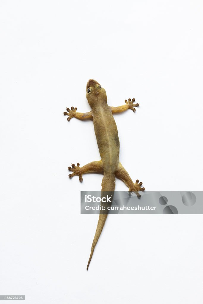 gecko, isoliert auf weiss, House lizard - Lizenzfrei Asiatische Kultur Stock-Foto