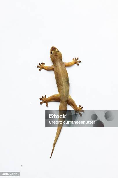 Gecko Isoliert Auf Weiss House Lizard Stockfoto und mehr Bilder von Asiatische Kultur - Asiatische Kultur, Asiatischer Hausgecko, Asien