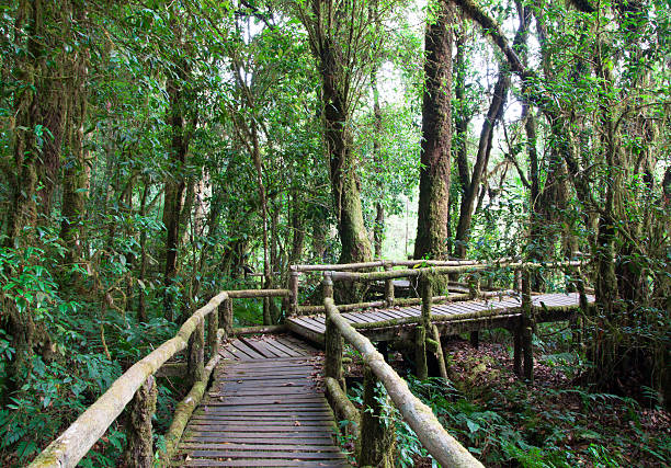istock Beautiful rain forest at doi inthanon 488723905