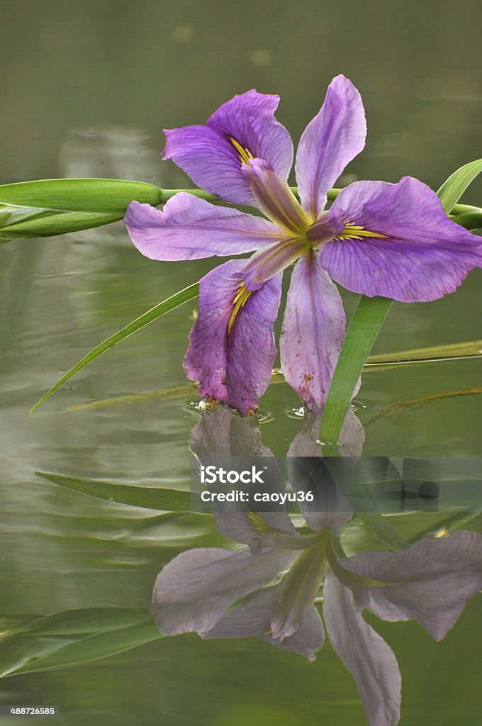 Blossom パープルグラジオラスの花 - カラー画像のロイヤリティフリーストックフォト