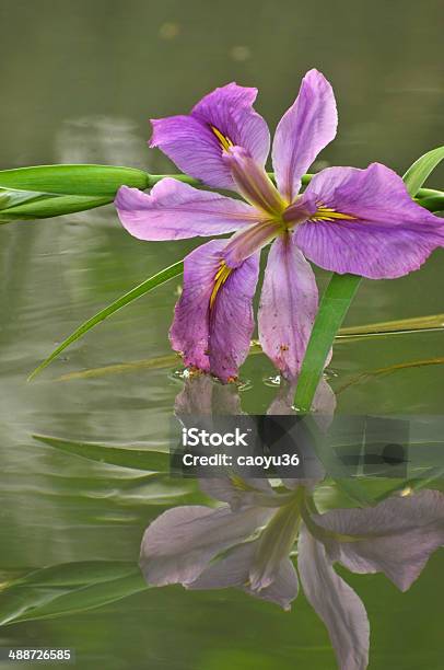 Blossom パープルグラジオラスの花 - カラー画像のストックフォトや画像を多数ご用意 - カラー画像, クローズアップ, グラジオラス