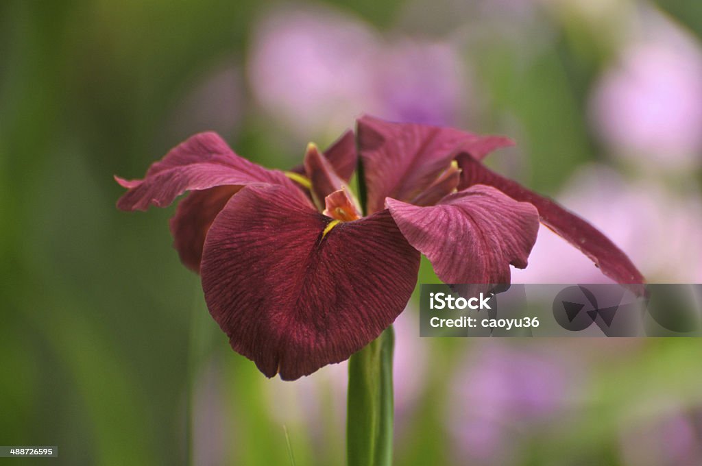 Vermelho Gladíolo Flor Flor - Royalty-free Ao Ar Livre Foto de stock