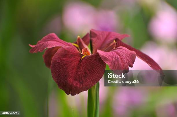 Vermelho Gladíolo Flor Flor - Fotografias de stock e mais imagens de Ao Ar Livre - Ao Ar Livre, Beleza, Beleza natural