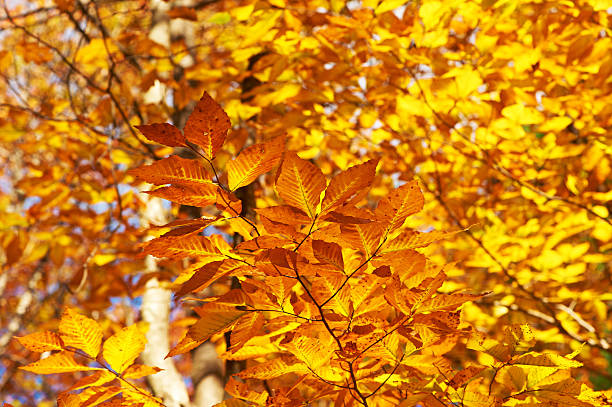istock Autumn yellow leaves background 488756036