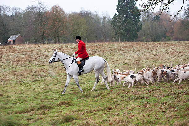 Cirencester, England - December 26, 2014: Hunt master with the pack of hounds at the start of the annual Boxing Day hunt in Cirencester Park, Gloucestershire