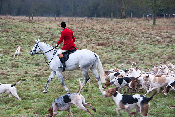 Сirencester, England - December 26, 2014: Hunt master with the pack of hounds at the start of the annual Boxing Day hunt in Cirencester Park, Gloucestershire