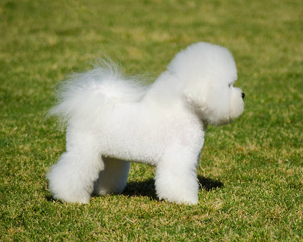 istock Bichon Frieze dog 488756910