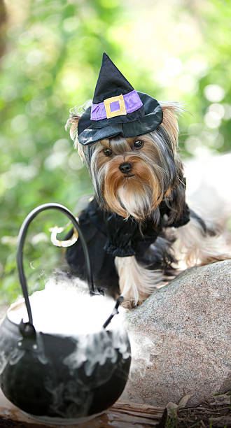 Yorkie Dressed up in a Witch Costume for Halloween