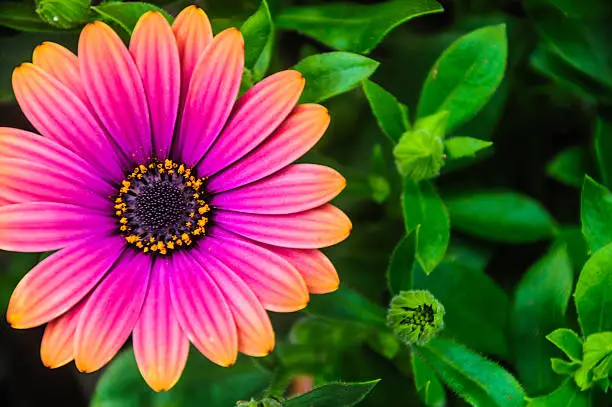 Close up of the vibrant color of a  Copper Amethyst (osteospermum)