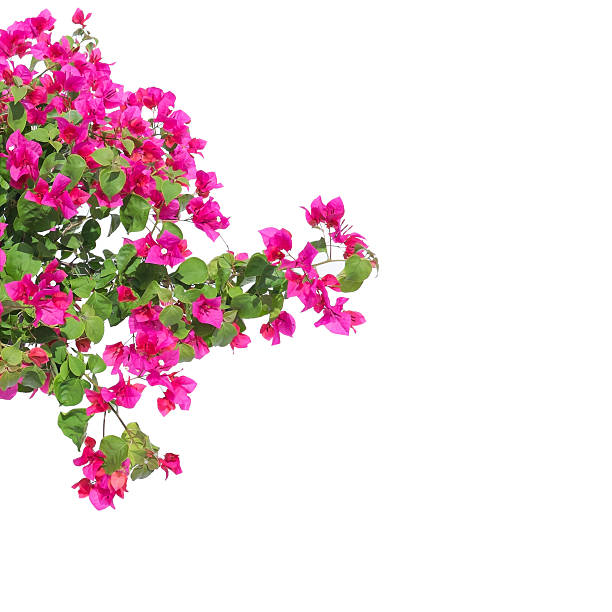 istock Pink bougainvilleas on white background isolated. 488757218