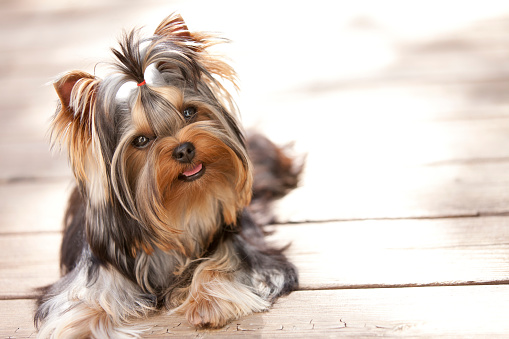 Yorkshire Terrier Relaxing and Lying on the Deck