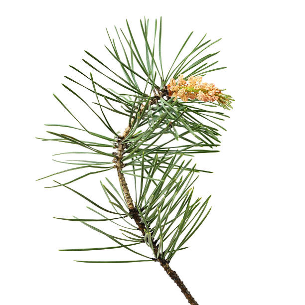 istock Pinus sylvestris branch 488757412