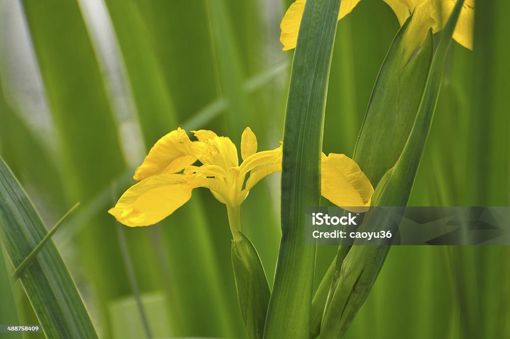 Flor de la flor amarilla gladiolo - Foto de stock de Aire libre libre de derechos