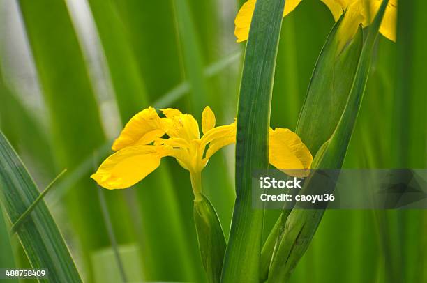 꽃송이 노란색 글라디올러스 아이리스입니다 0명에 대한 스톡 사진 및 기타 이미지 - 0명, 글라디올러스, 꽃 나무
