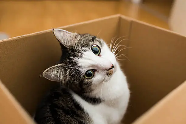 Photo of cat in the box