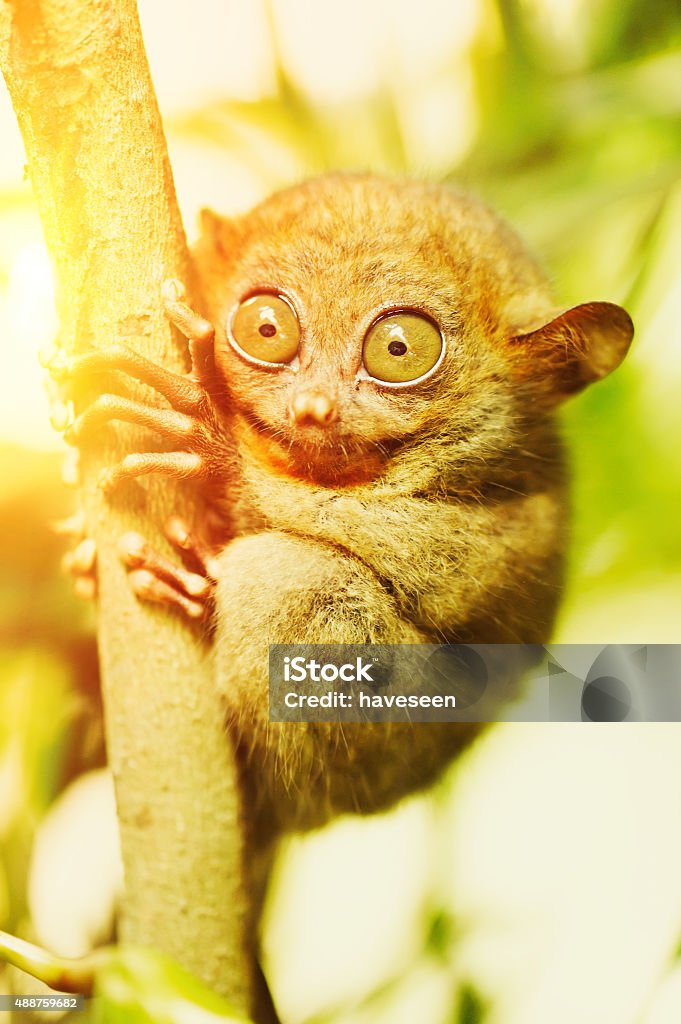 Tarsier Tarsier monkey in natural environment 2015 Stock Photo