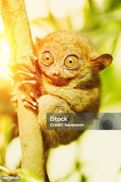 Tarsier Stock Photo - Download Image Now - 2015, Animal, Animal Body Part