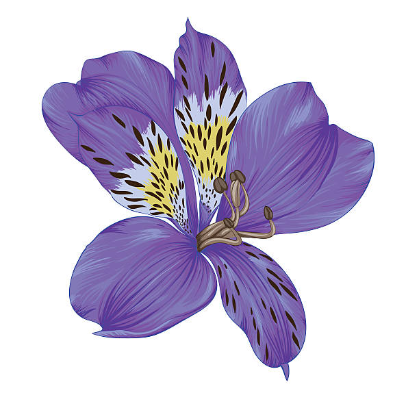 illustrations, cliparts, dessins animés et icônes de mauve vif alstromère avec effet aquarelle isolé sur fond blanc - flower purple gladiolus isolated