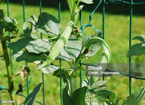 Haba Estaciones De La Foto de stock y más banco de imágenes de Agricultura - Agricultura, Aire libre, Alimento