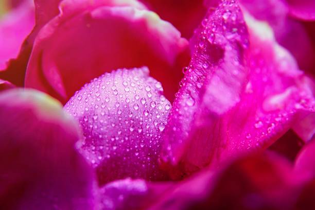 istock Pink wild rose wet leaves with water drops 488760648