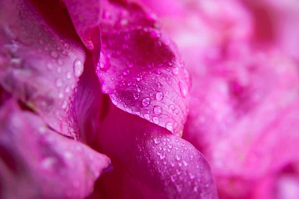 istock Pink wild rose wet leaves with water drops 488760662