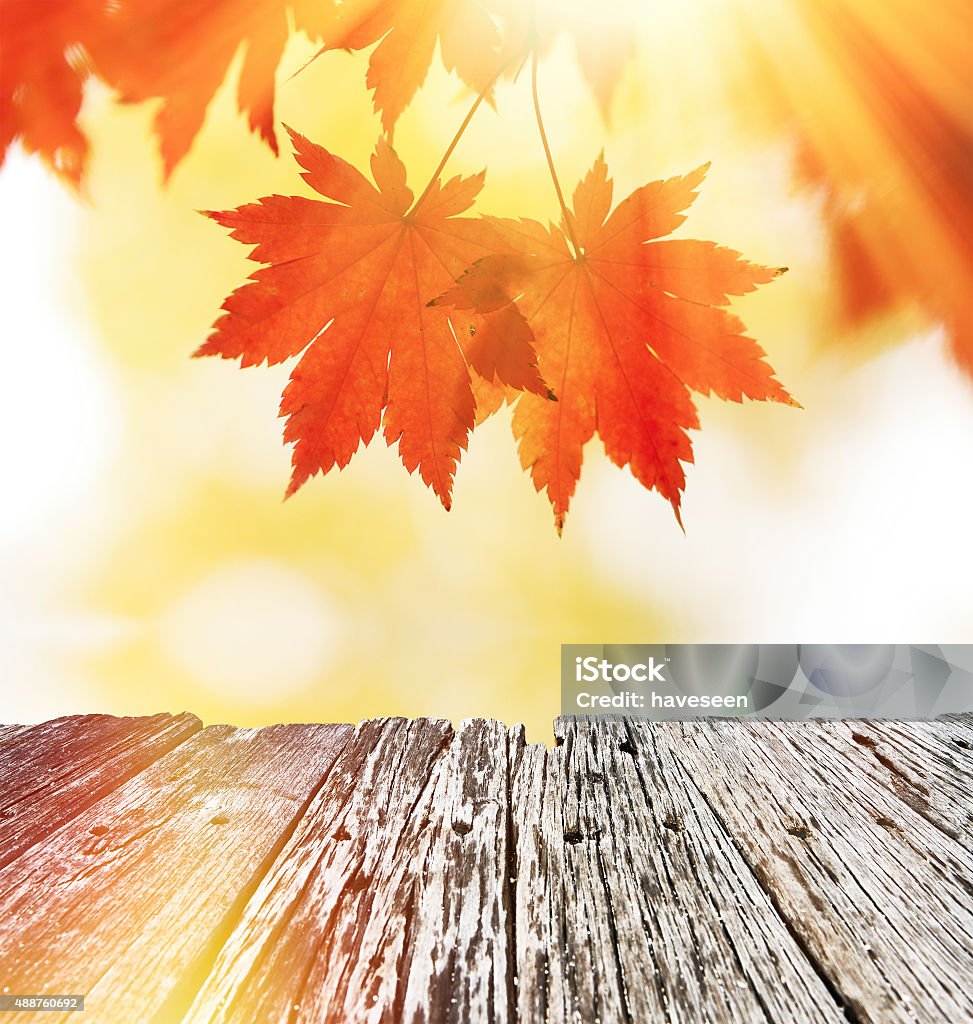 Autumn maple leaves Autumn maple leaves in sunlight 2015 Stock Photo