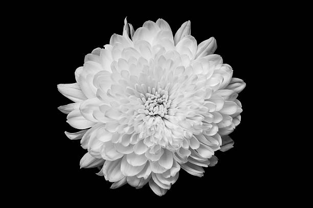 istock Black and white tone of chrysanthemum. 488760913