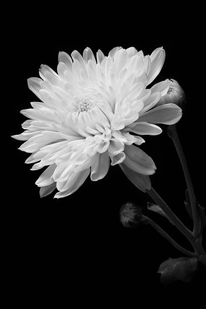 istock Black and white tone of chrysanthemum. 488760921