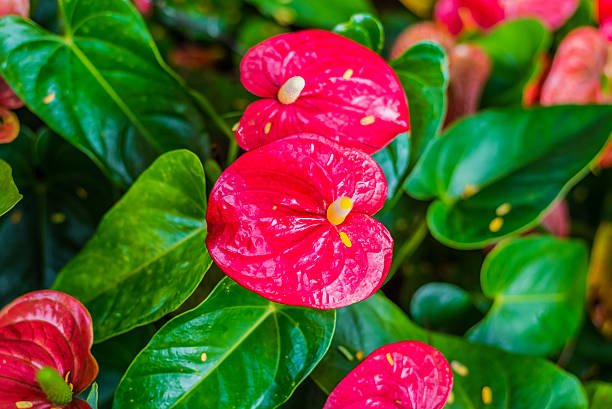 istock Red spadix flowers in the garden 488761560