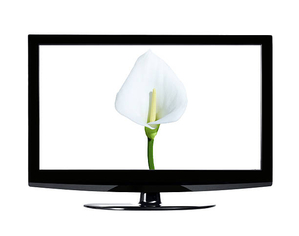 istock Single calla lily in lcd isolated on white background 488762353