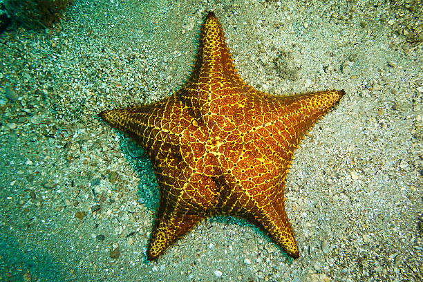 istock Orange and Yellow Starfish in Sandy Seabed 488764326