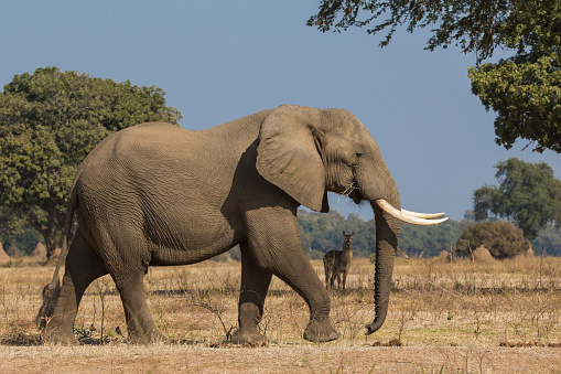 Side view of African Elephant bull walking with Common Waterbuck in the background