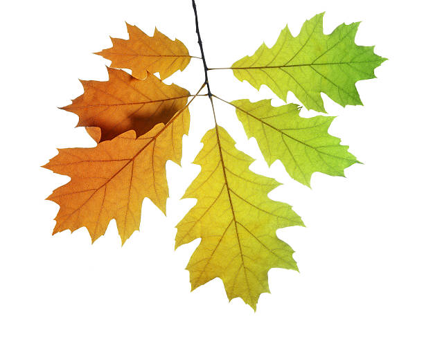 istock Autumn leaves of oak tree 488764722