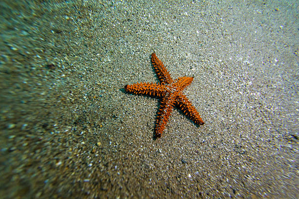 istock Orange Starfish in Sandy Seabed 488764750