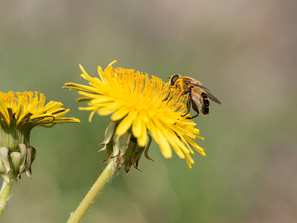Dandelion and drone fly stock photo
