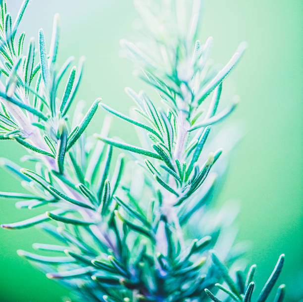 istock Fresh organic homegrown rosemary plant 488765438