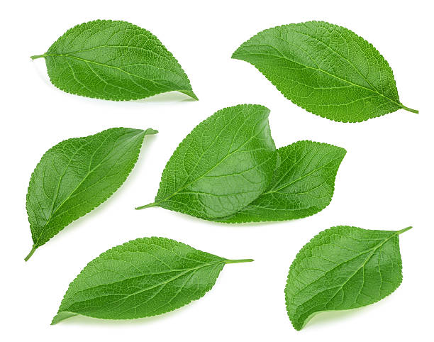 istock Plum leaves isolated on white background 488765670